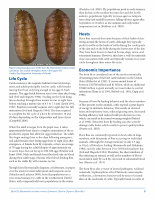(PDF) Horn Fly Haematobia irritans irritans (Linnaeus) (Insecta ...